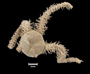 Media type: image;   Invertebrate Zoology OPH-3201 Aspect: dorsal